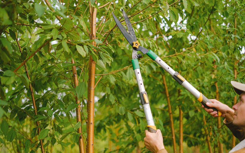 Tree trimming in Bow, WA